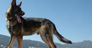 American Tundra Shepherd Wolf Dog Military Dogs Dogs