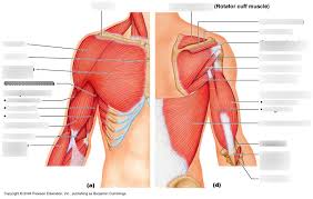 The shoulder muscles and shoulder tendons involved with shoulder mobility include the four rotator cuff muscle and tendon pairs: Muscles Of The Shoulder And Arm Diagram Quizlet