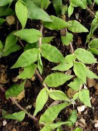 Image result for Oplismenus undulatifolius