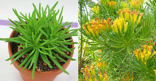 Image result for Senecio barbertonicus