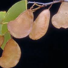 Image result for Ceropegia neofurcata