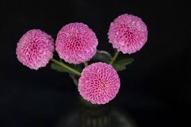 Maybe you would like to learn more about one of these? How To Care For Chrysanthemum Flowers