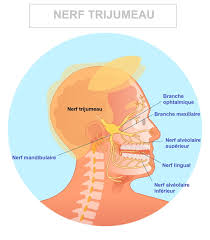 Migraine autour des yeux et sur le front. Causes D Un Mal De Tete D Une Migraine Stress Dents Plus Graves