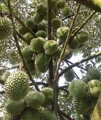  Tanaman Buah Subur Mangga Jeruk Apel Belimbing Anggur Durian Sirsak Pokeronline Agenpoker Gbkpoker Taman Buah Tanaman Pohon Buah