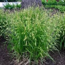 Image result for Carex angolensis