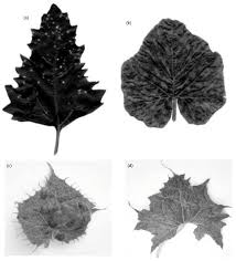 Image result for Coccinia barteri