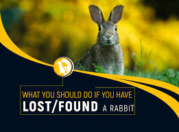 Cages, hutches & enclosure └ small animal supplies └ pet supplies all categories antiques art baby. Here Is What You Should Do If You Have Found Lost A Rabbit