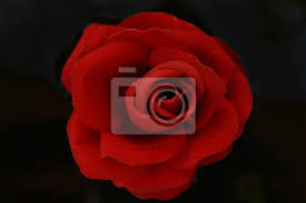 Maybe petra huber doesn't like rote rosen, but my wife surely does. Helle Sonne Scheint Durch Einzelne Rote Rose Schwarzer Hintergrund Fototapete Fototapeten Schone Aufgeben Dating Myloview De