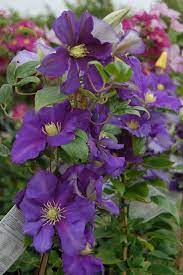 Check spelling or type a new query. File Clematis General Sikorski 01 Jpg Wikimedia Commons