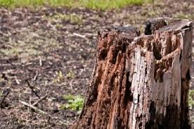 An unfortunate consequence of some tree removals is a large stump and root system that remains even after the tree is cut and hauled away. Getting Rid Of A Tree Stump Thriftyfun