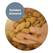 Image result for Golden Almond 2010 HS