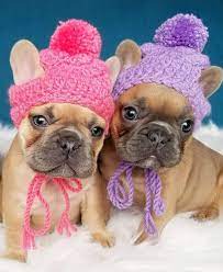 Please Measure Your Dogs Head Properly Before Placing Order Brand New Handmade Crochet Puppy Pom Pom Beanie Hat Bulldog Puppies Puppy Hats Dog Holiday
