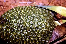 Image result for Pandanus livingstonianus