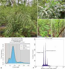 Image result for Phyllanthus glaucophyllus