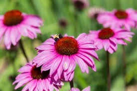This is a type of plant which sounds like something in the sky it is very yellow and can grow to be ten feet high. 15 Prettiest Native Flowers For Houston Scent Violet Flower Plants And Gift Delivery Houston Tx Florist