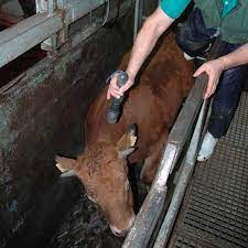 5 Common Practices In Slaughterhouses That You Need To Know