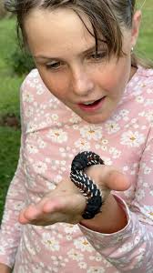 These two huge Cabbage Tree Caterpillars are fascinating to see up close!  🐛🙌🏻 #conservation #brookecarter #fypシ