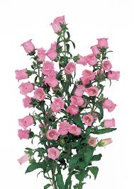 Campanula Champion Cardinal Flower Planting Flowers Campanula