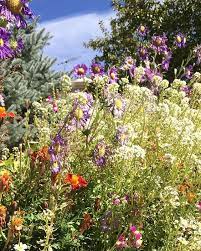Botanical Interests Fairy Meadow Flower Mix Has Been Beautiful All Summer Botanicalinterests Coloradogarden Garde Meadow Flowers Botanical Gardening Blog