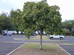 Image result for Cordia sp.A.