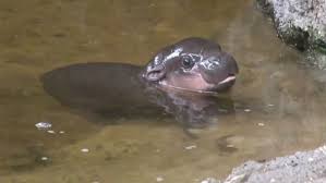 Press alt + / to open this menu. Baby Pygmy Hippo Goes For One Adorable Swim Video Abc News