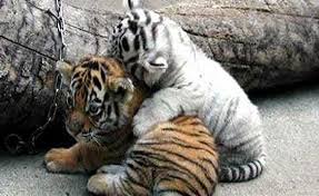 Cute tiger cubs cute tigers snow tiger pet tiger big cats cats and kittens baby white tiger tigre tattoo cubs wallpaper. Cute Tiger Cubs Wallpaper 77226 Hd Wallpapers