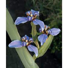 Other plant parts, such as leaves and flowers, exhibit determinate growth, which ceases when a plant part reaches a particular size. Blue Walking Iris Regina Neomarica Caerulea
