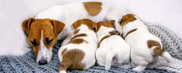 skolko mesyacev sobaka hodit beremennaya priznaki beremennosti sobak