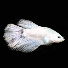 White Half Moon Male Betta Tropical Fish For Freshwater Aquariums