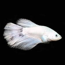 New betta all white opal for my 10g 2.0 zen tank. White Half Moon Male Betta Tropical Fish For Freshwater Aquariums