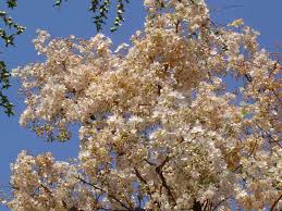 Image result for Dombeya rotundifolia