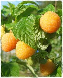 Check out results for buy marionberry plants Marionberry Chehalem X Olallie Sale Plants Online
