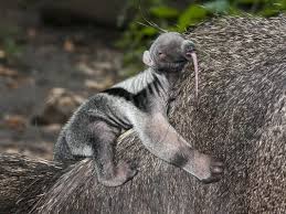 Expressão popular que indica um abraço traiçoeiro; Tamandua Bandeira Caracteristicas Comportamento Habitat