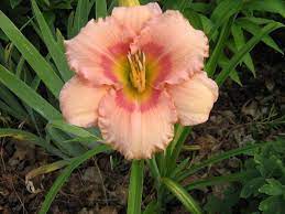 Nothing better than a southern sky at sunset. Daylily Hemerocallis Pink Cotton Candy In The Daylilies Database Garden Org