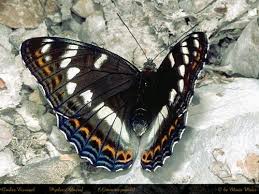 Image result for Limenitis populi