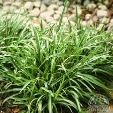 Image result for Luzula