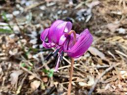 We did not find results for: ã‚«ã‚¿ã‚¯ãƒªã®èŠ±è¨€è'‰ èŠ±ã®ç‰¹å¾´ã‚„ç¨®é¡ž è¦‹é ƒã®å­£ç¯€ã¯ Greensnap ã‚°ãƒªãƒ¼ãƒ³ã‚¹ãƒŠãƒƒãƒ—