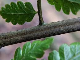 Image result for Cyathea cf. humilis