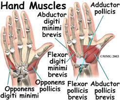 Image result for Hand Anatomy