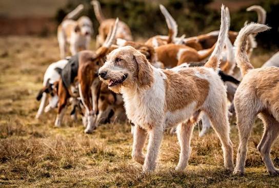 English Fox Hunting Dogs Old English Hunting Dogs Fox Hunting British Hunting Dog Breeds