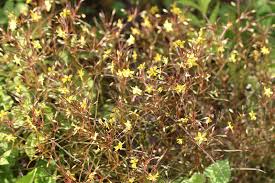Image result for Lysimachia barbata