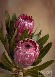 Pin On Protea Flower