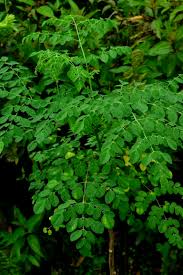 Image result for Moringa oleifera