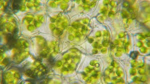 The lens that you look through is the ocular (paired in binocular scopes); Cell Division Stock Video Footage 4k And Hd Video Clips Shutterstock