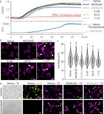 Mammalian insect cells bacteria yeast animals plants. Modular Biosynthesis Of Plant Hemicellulose And Its Impact On Yeast Cells Springerlink