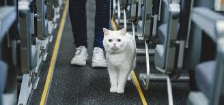 Kedilerle Seyahat Ve Yolculuk Kedi Blog