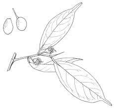 Image result for Trilepisium madagascariense