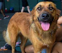 Overall, puppies of a german shepherd golden retriever mix are a mix of both parents. German Shepherd Lab Mix Everything You Need To Know Before Buying Perfect Dog Breeds