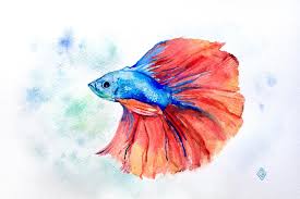Betta Fish Watercolor 6x9 Https Ift Tt 2lnbi2t Watercolor Fish Fish Drawings Fish Sketch