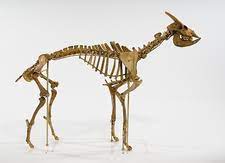 Best price and money back guarantee! Balearic Islands Cave Goat Skeleton Stock Image C010 2085 Science Photo Library